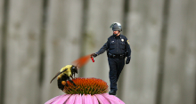 Cops Pepperspray Anything That Breathes