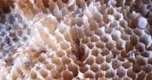 Photo of honeycomb