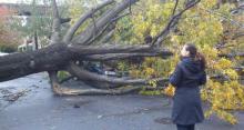 Tree toppled by Hurricane Sandy