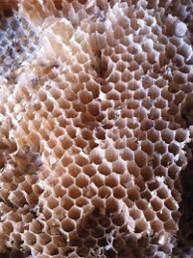 Photo of honeycomb