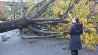 Tree toppled by Hurricane Sandy